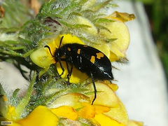 Hycleus quadriguttatus