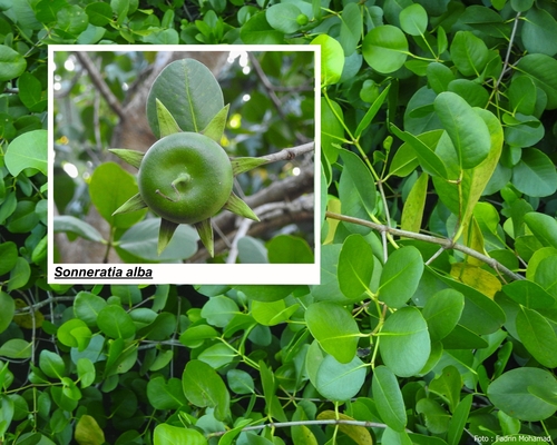 Sonneratia alba