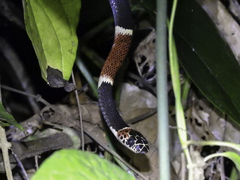 Rhinobothryum bovallii image