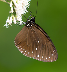 Euploea tulliolus koxinga