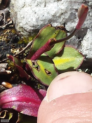 Disa inflexa