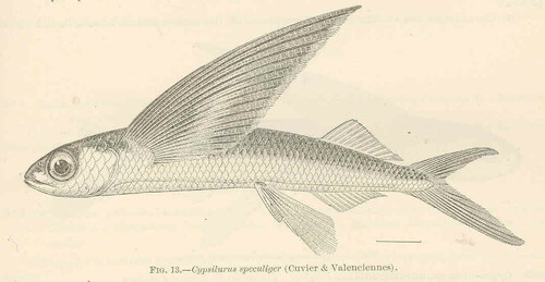 Mirrorwing Flyingfish