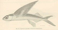 Mirrorwing Flyingfish photo 4
