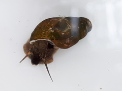 Semisulcospira libertina