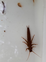 Pteronarcys sachalina