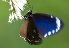 Euploea tulliolus koxinga