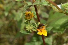 Neocrossidius trivittatus