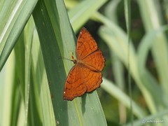Ariadne ariadne alterna
