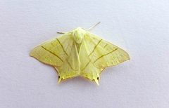 Ourapteryx sambucaria