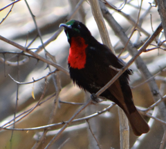 Chalcomitra senegalensis gutturalis