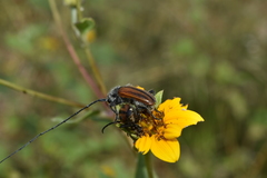 Neocrossidius trivittatus