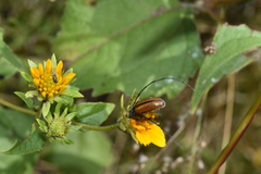 Neocrossidius trivittatus