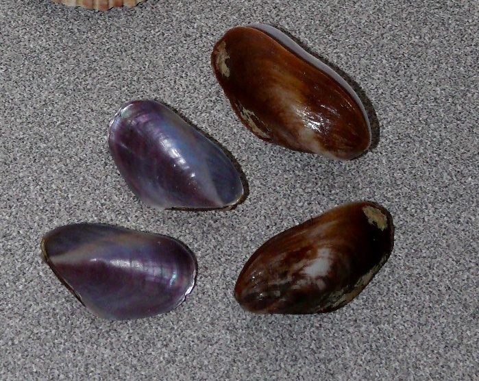 Lioberus