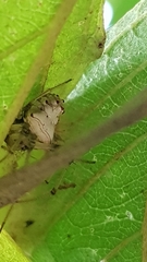 Verrucosa undecimvariolata