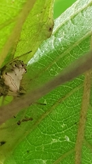 Verrucosa undecimvariolata