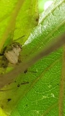 Verrucosa undecimvariolata