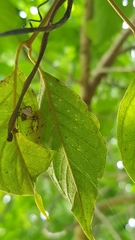 Verrucosa undecimvariolata