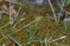 Carex concinna