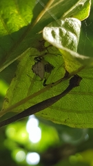 Verrucosa undecimvariolata