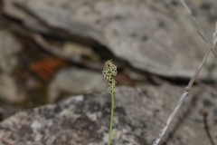 Carex concinna