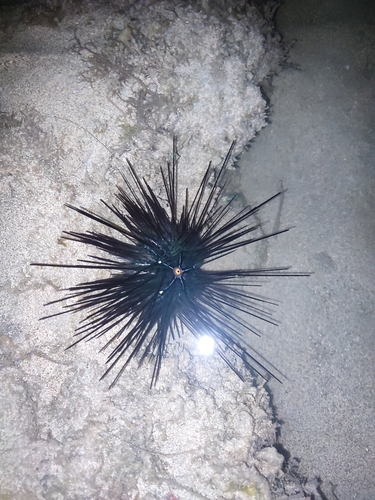 Long-spined Sea Urchin