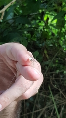 Verrucosa undecimvariolata