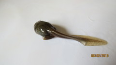 Gastrotheca riobambae