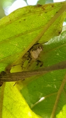 Verrucosa undecimvariolata