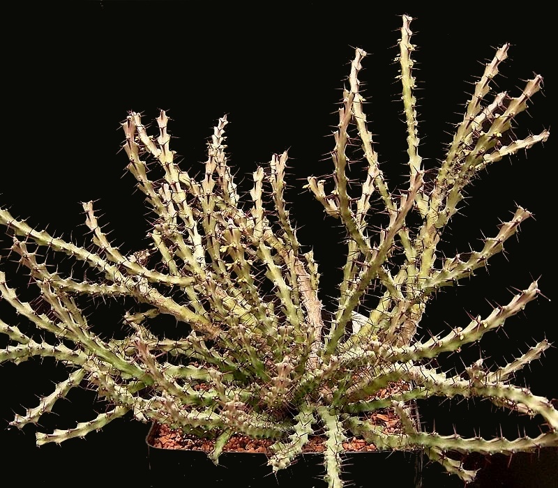 Euphorbia angustiflora