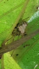 Verrucosa undecimvariolata