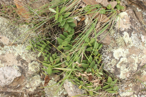 Image of Veronica chathamica by (c) Joe Dillon, some rights reserved (CC BY)