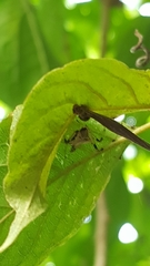 Verrucosa undecimvariolata