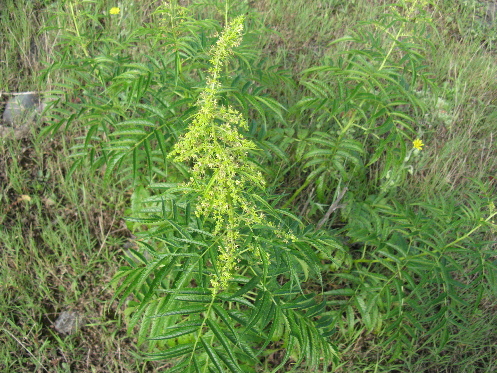 Datisca cannabina