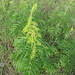 False Hemp - Photo (c) Andrey Efremov, some rights reserved (CC BY-NC), uploaded by Andrey Efremov