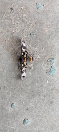 Seven-spotted Handmaiden Moth