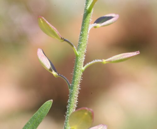 Lepidium muelleriferdinandi