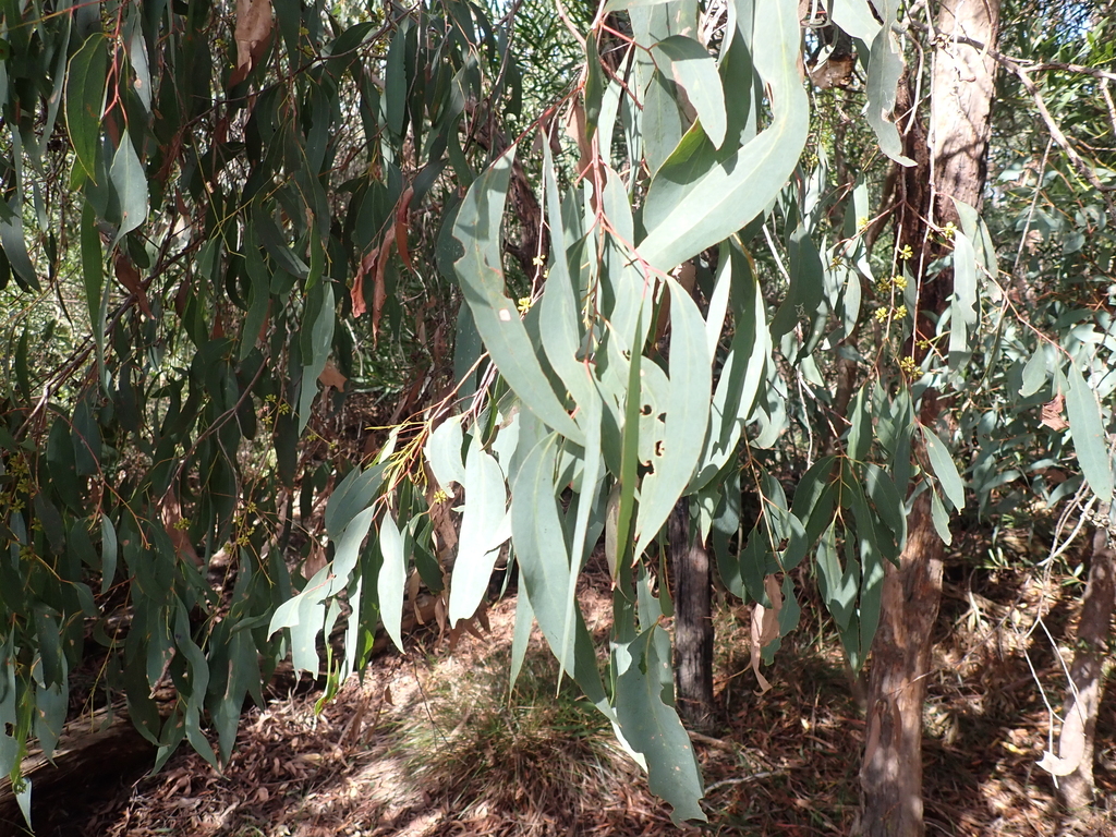 narrowleaf peppermint gum from Nth Western Port Reserve VIC 3912
