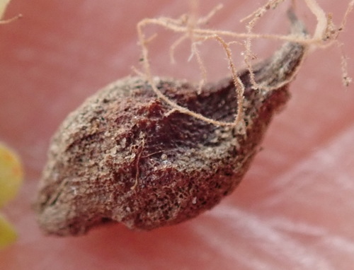Image of Oxalis fergusoniae by (c) Nicola van Berkel, some rights reserved (CC BY-SA)