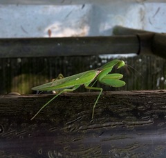 Hierodula patellifera