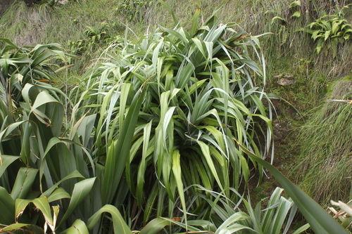 Astelia chathamica (Skottsb.) L.B.Moore