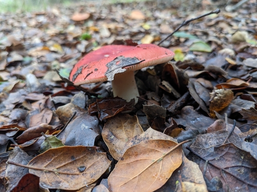 iNaturalist observation photo of brittlegills