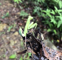 Hierodula patellifera