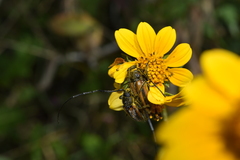 Neocrossidius trivittatus