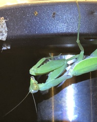 Hierodula patellifera