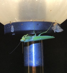 Hierodula patellifera