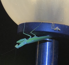 Hierodula patellifera