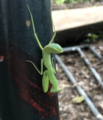 Hierodula patellifera