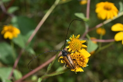 Neocrossidius trivittatus