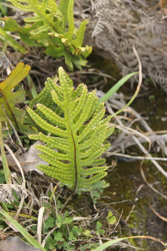 Lecanopteris pustulata, photograph 5