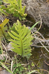 Lecanopteris pustulata, photograph Joe Dillon, CC BY, iNaturalist via GBIF